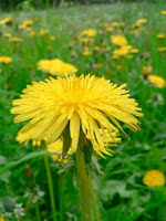 dandelion