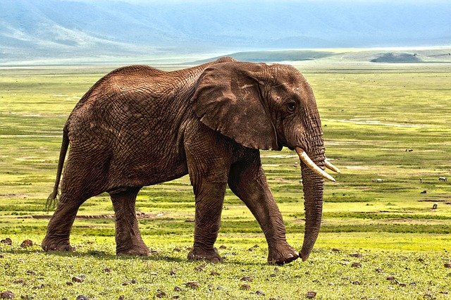 eat an elephant