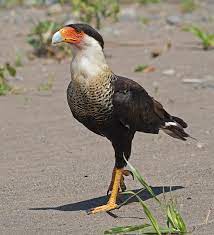 Caracara taught me about happiness 