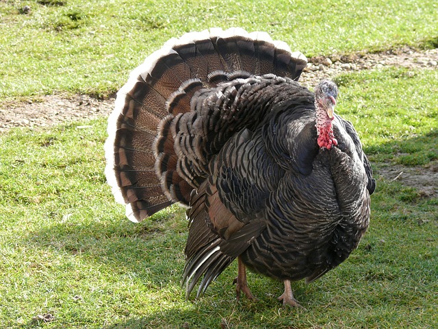 thankful turkey